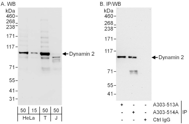 Dynamin 2 Antibody in Western Blot (WB)