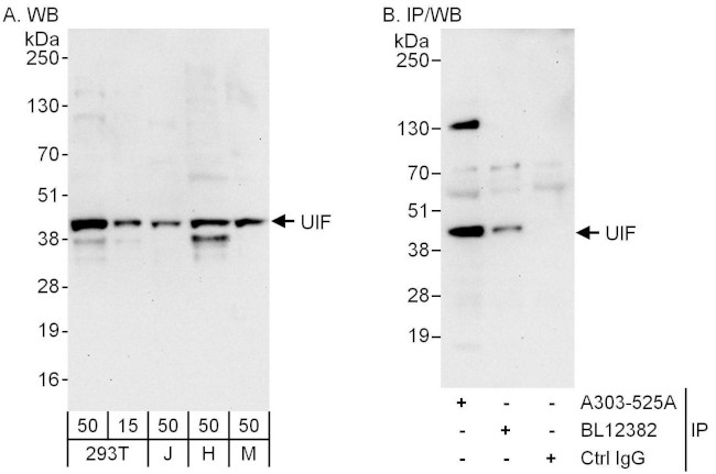 UIF Antibody in Western Blot (WB)