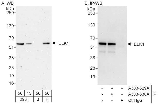 ELK1 Antibody in Western Blot (WB)