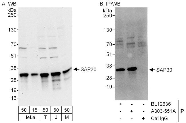 SAP30 Antibody in Western Blot (WB)