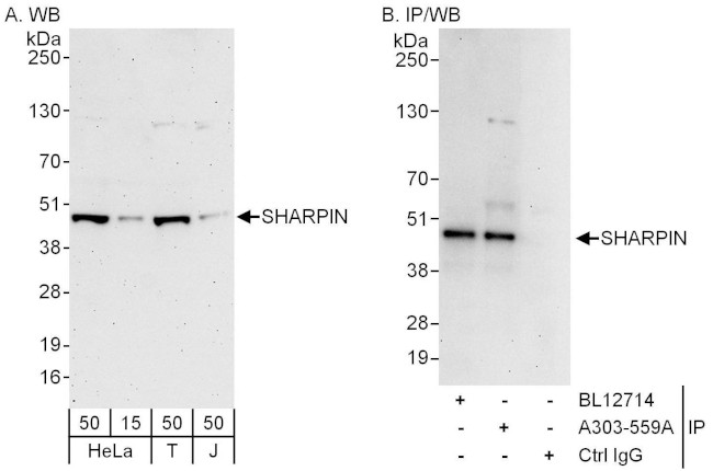 SHARPIN Antibody in Western Blot (WB)