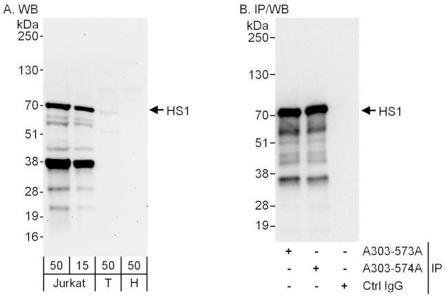 HS1 Antibody in Western Blot (WB)