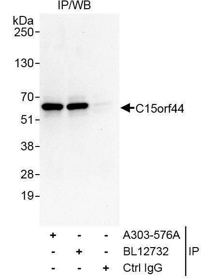 C15orf44 Antibody in Immunoprecipitation (IP)