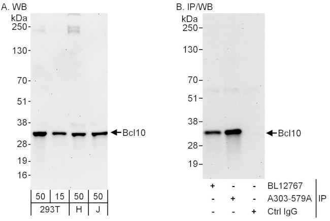 Bcl10 Antibody in Western Blot (WB)