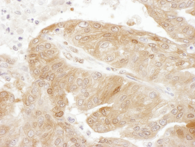 TSC22D1 Antibody in Immunohistochemistry (Paraffin) (IHC (P))