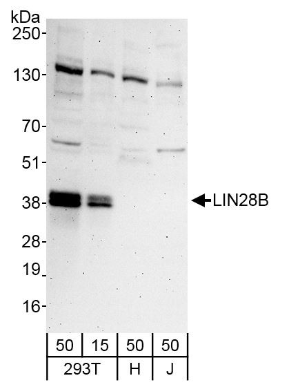 LIN28B Antibody in Western Blot (WB)
