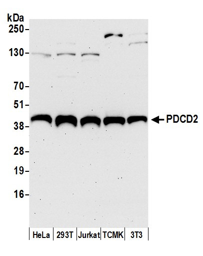 PDCD2 Antibody in Western Blot (WB)