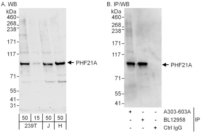 PHF21A Antibody in Western Blot (WB)