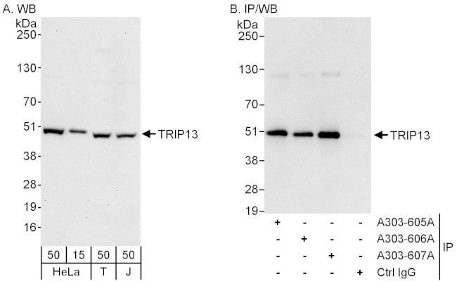 TRIP13 Antibody in Western Blot (WB)