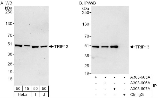 TRIP13 Antibody in Western Blot (WB)