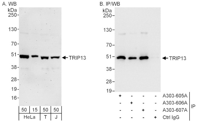 TRIP13 Antibody in Western Blot (WB)