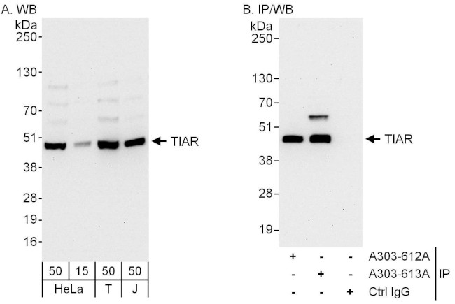 TIAR Antibody in Western Blot (WB)