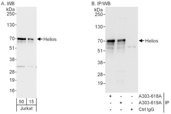 Helios Antibody in Western Blot (WB)