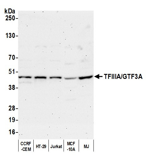 TFIIIA/GTF3A Antibody in Western Blot (WB)