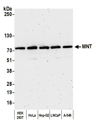 MNT Antibody in Western Blot (WB)