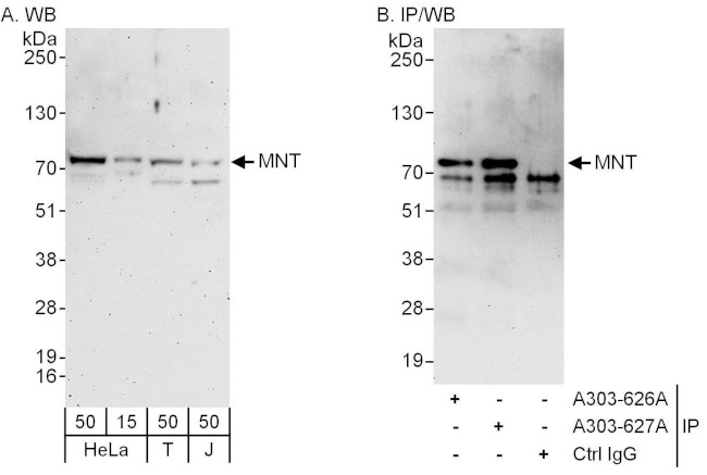 MNT Antibody in Western Blot (WB)