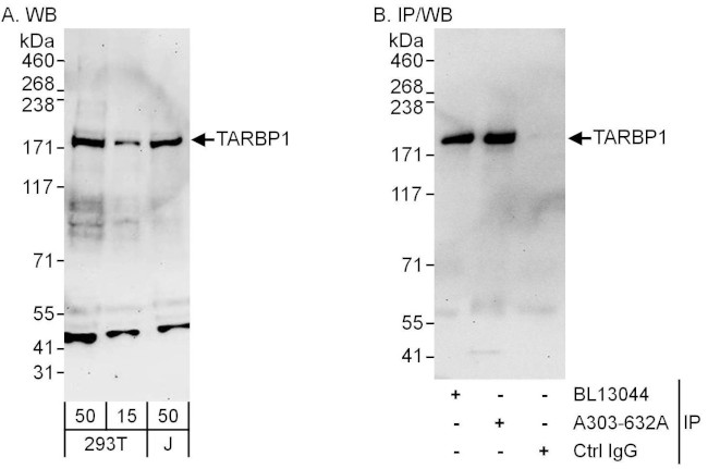 TARBP1 Antibody in Western Blot (WB)