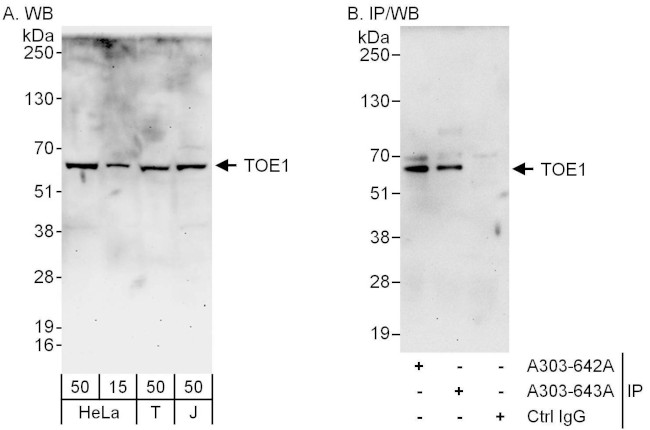 TOE1 Antibody in Western Blot (WB)