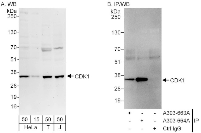 CDK1 Antibody in Western Blot (WB)