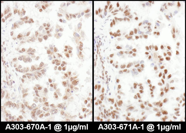 SRp75 Antibody in Immunohistochemistry (Paraffin) (IHC (P))