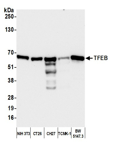 TFEB Antibody in Western Blot (WB)