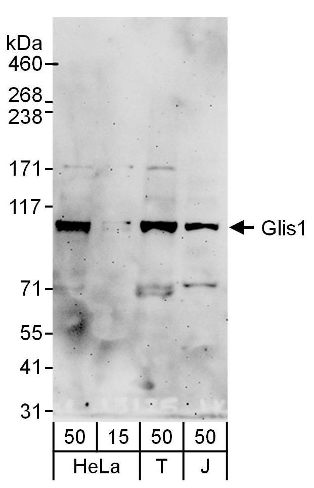 Glis1 Antibody in Western Blot (WB)
