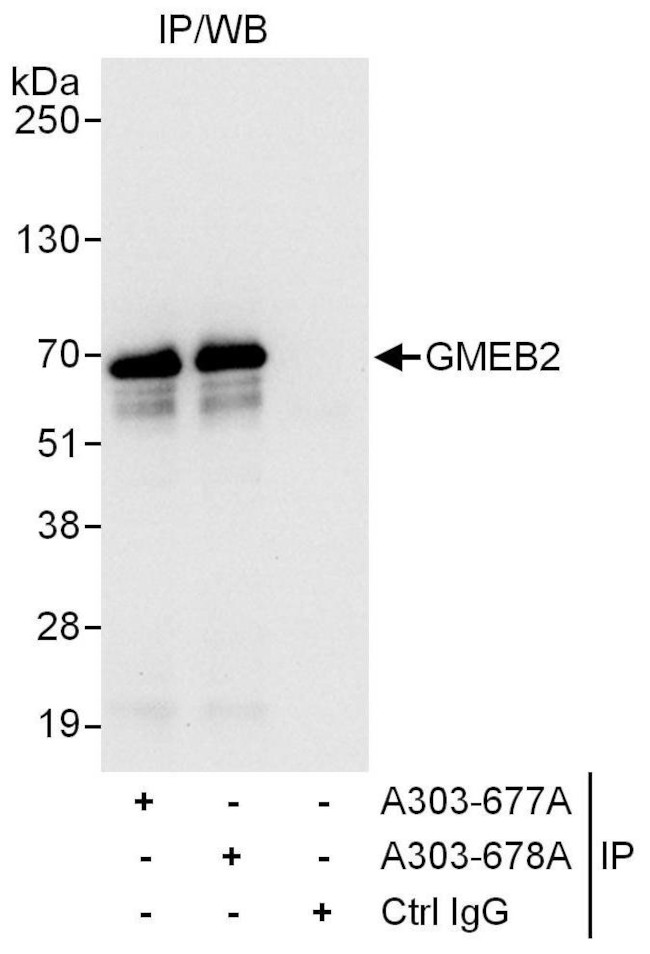 GMEB2 Antibody in Immunoprecipitation (IP)