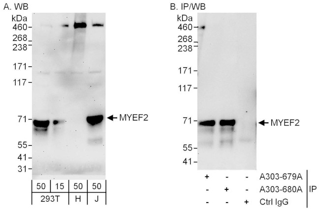 MYEF2 Antibody in Western Blot (WB)