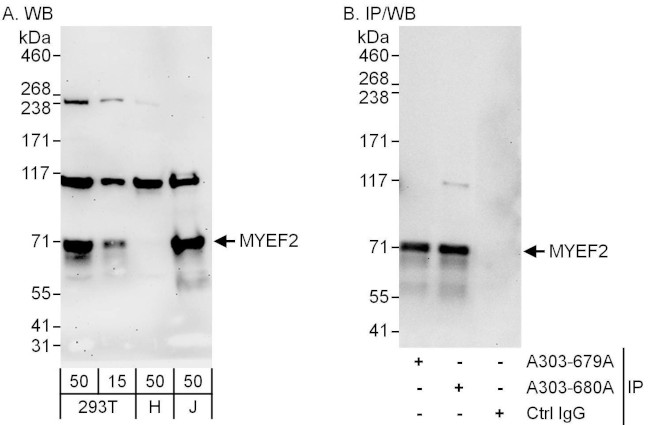 MYEF2 Antibody in Western Blot (WB)