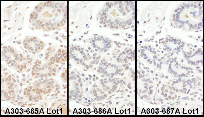 TAF5 Antibody in Immunohistochemistry (Paraffin) (IHC (P))