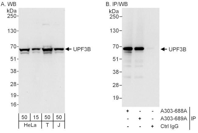 UPF3B Antibody in Western Blot (WB)