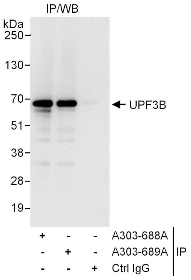 UPF3B Antibody in Immunoprecipitation (IP)