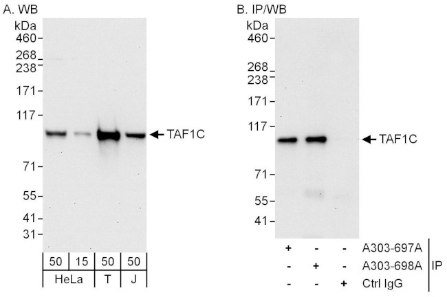 TAF1C Antibody in Western Blot (WB)