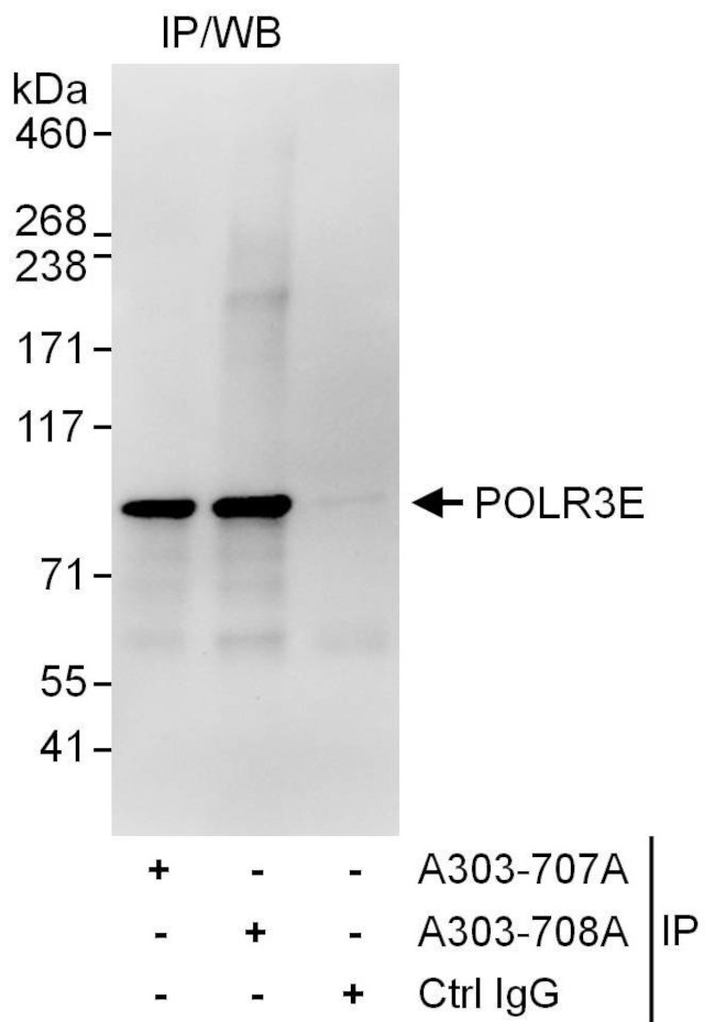 POLR3E Antibody in Immunoprecipitation (IP)