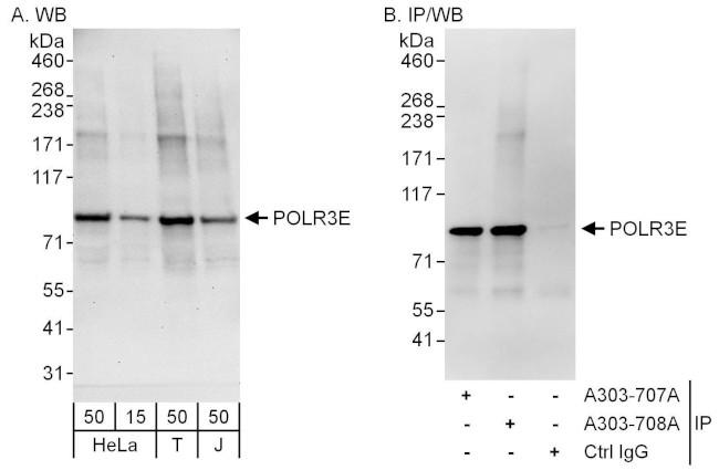POLR3E Antibody in Western Blot (WB)