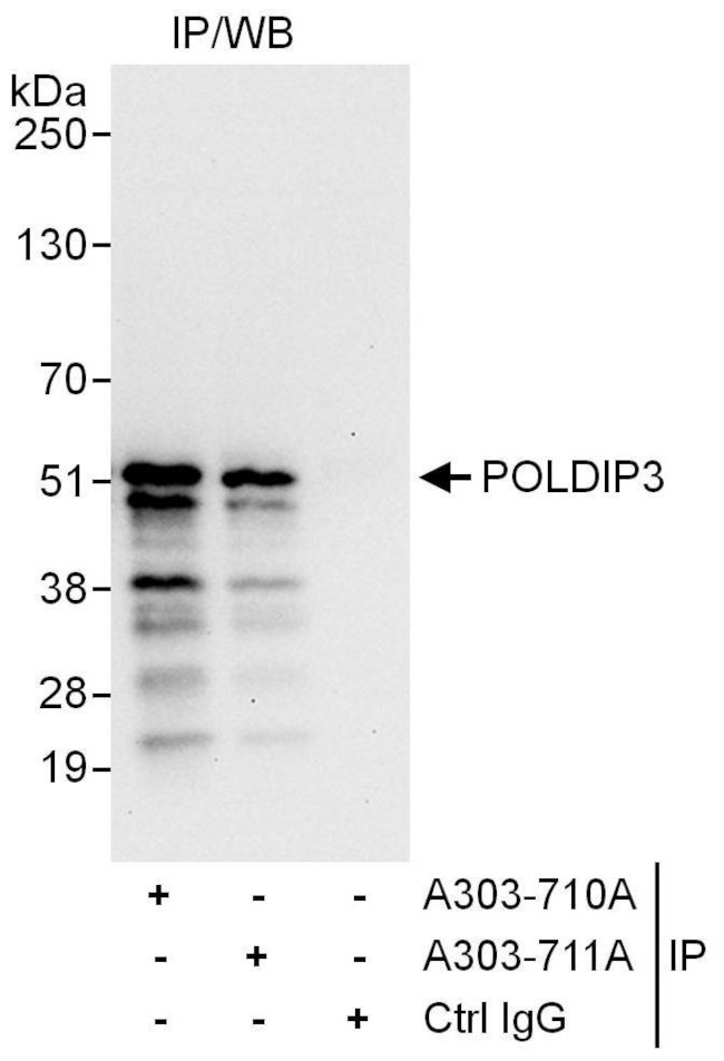 POLDIP3 Antibody in Immunoprecipitation (IP)