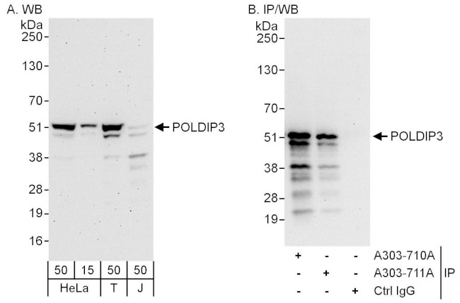POLDIP3 Antibody in Western Blot (WB)