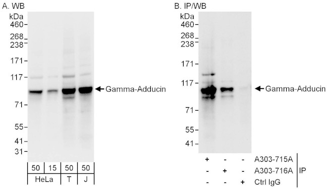 Gamma-Adducin Antibody in Western Blot (WB)