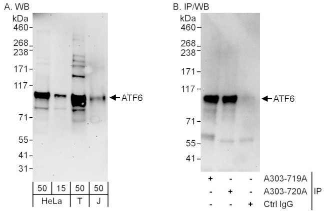 ATF6 Antibody in Western Blot (WB)