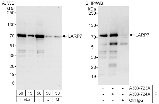 LARP7 Antibody in Western Blot (WB)