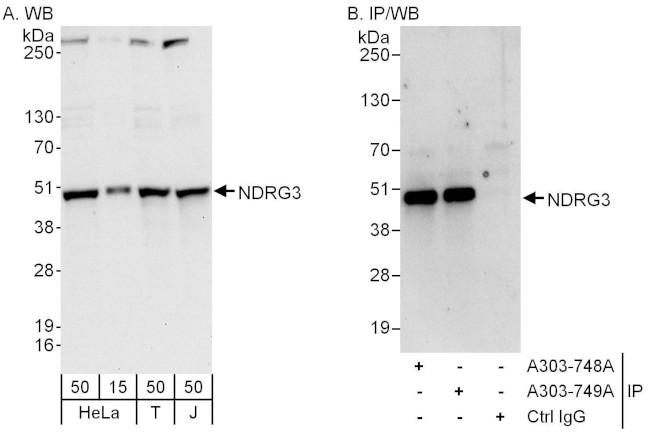 NDRG3 Antibody in Western Blot (WB)
