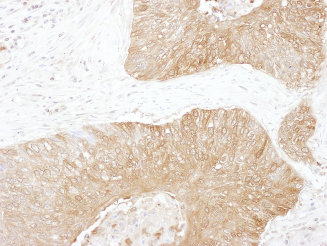 GPI Antibody in Immunohistochemistry (Paraffin) (IHC (P))