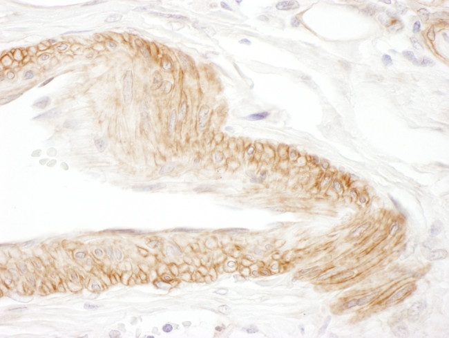 JAM-C Antibody in Immunohistochemistry (Paraffin) (IHC (P))