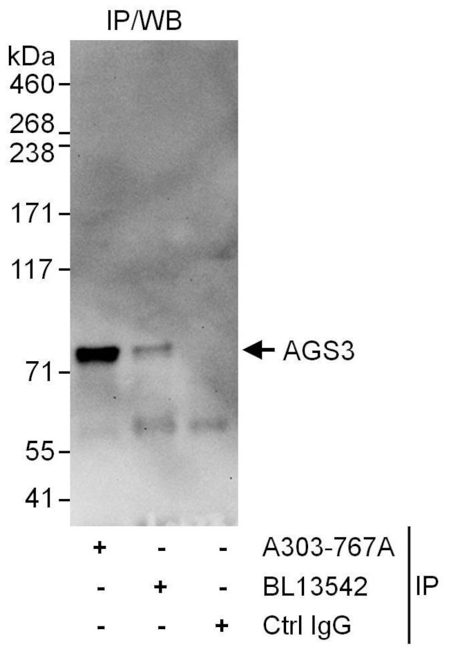 AGS3 Antibody in Immunoprecipitation (IP)