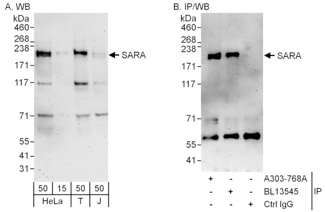 SARA Antibody in Western Blot (WB)