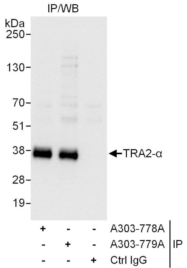TRA2-alpha Antibody in Immunoprecipitation (IP)