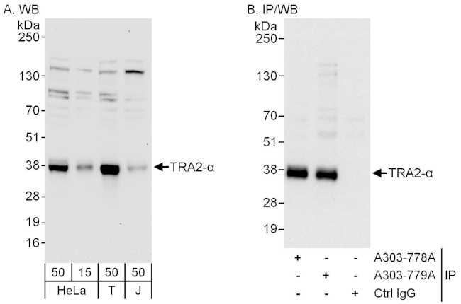 TRA2-alpha Antibody in Western Blot (WB)