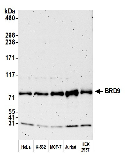 BRD9 Antibody in Western Blot (WB)