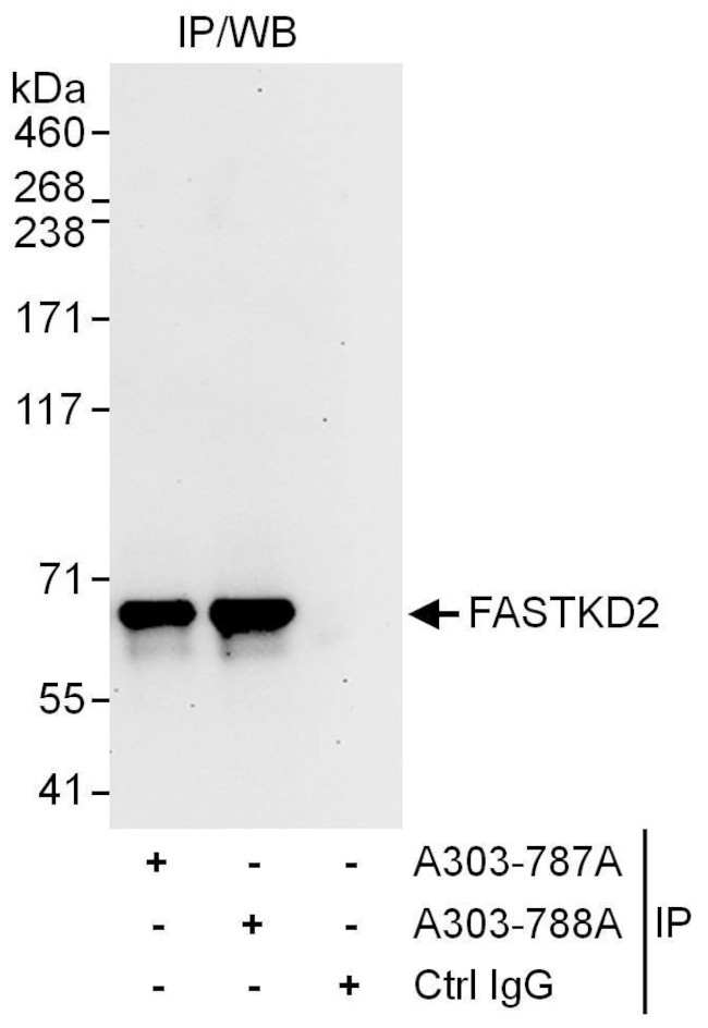 FASTKD2 Antibody in Immunoprecipitation (IP)