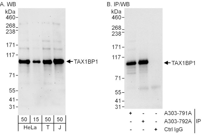TAX1BP1 Antibody in Western Blot (WB)